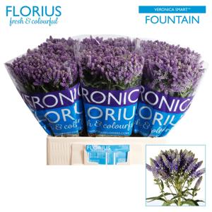 20x Veron.smart fountain 60cm