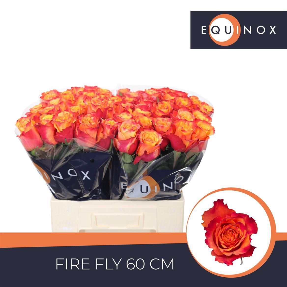 20x Rosa fire fly 60cm