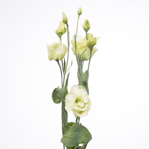 10x Eust.alissa green du 70cm