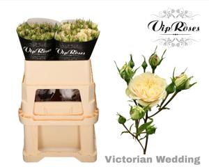 10x Rosa victorian wedding 70cm