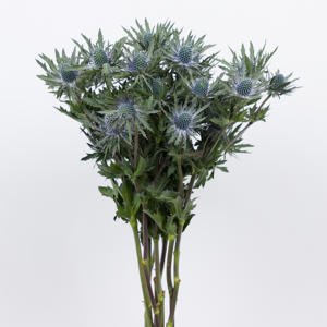 10x Eryngium orion questar 40cm