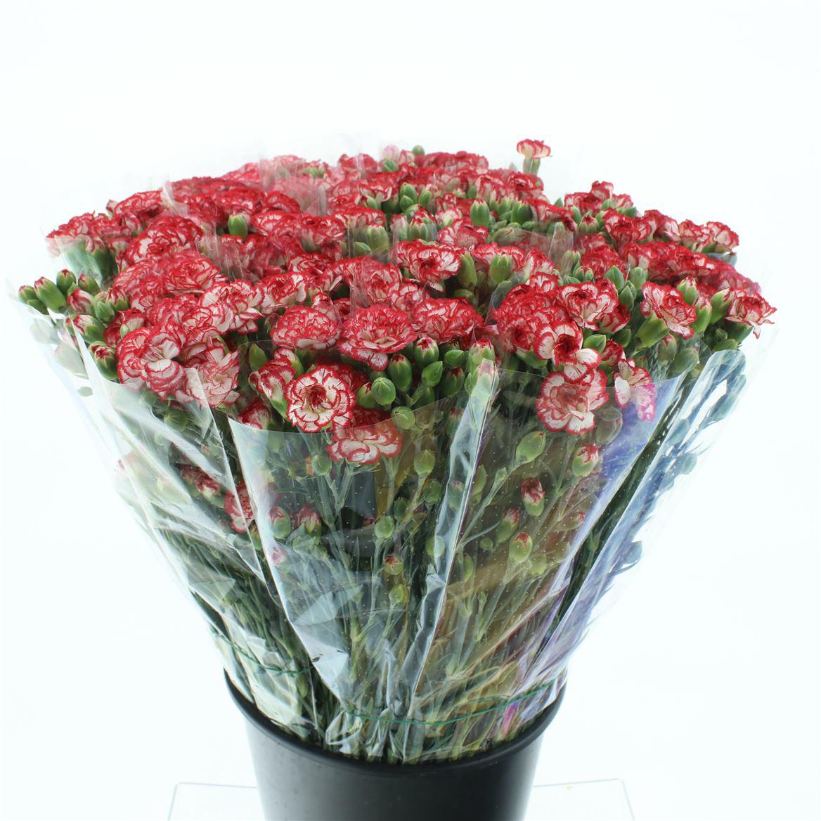 200x Dian.tr.minueto 50cm