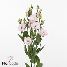 10x Eust.lisanne soft pink du 70cm