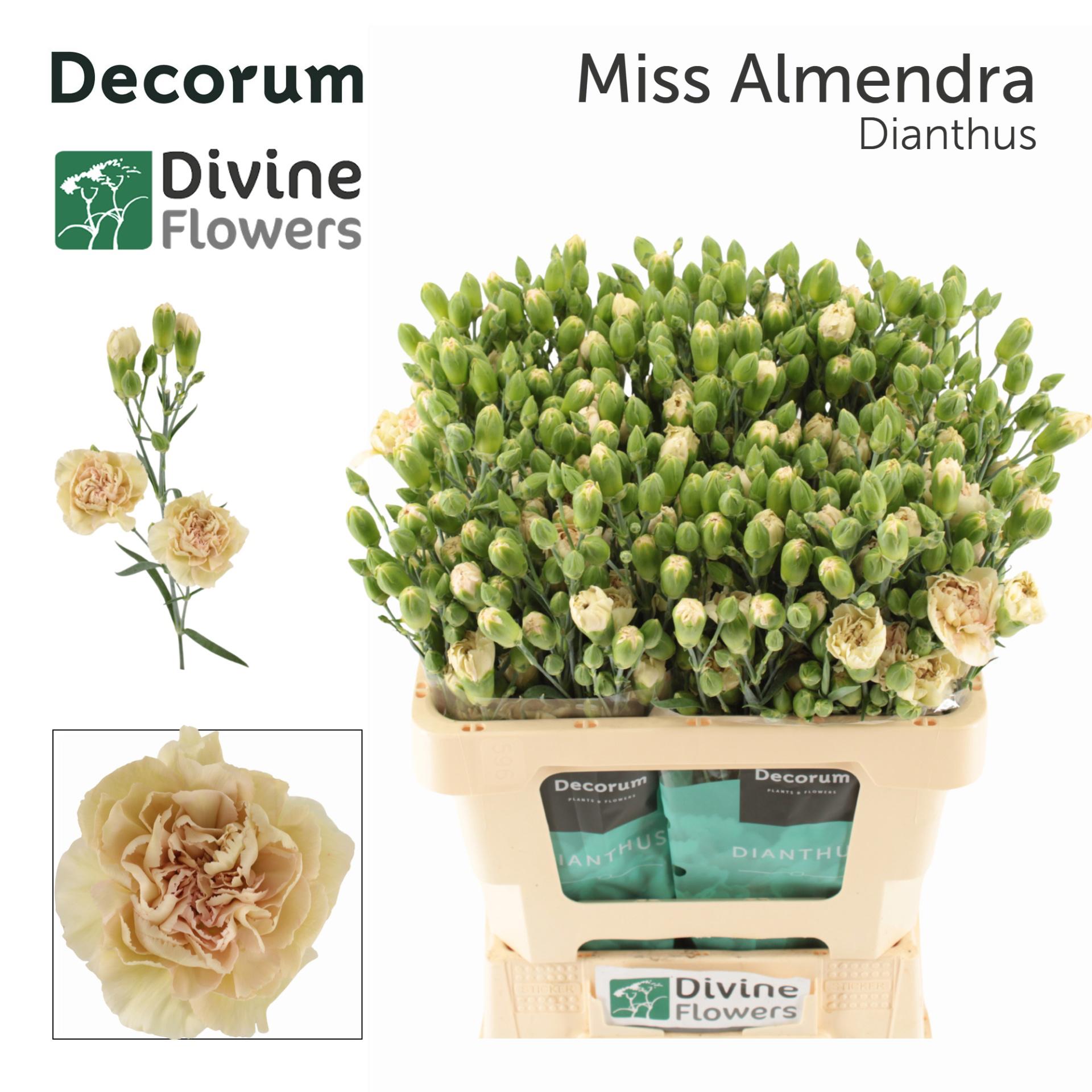 10x Dian.tr.miss almendra 60cm