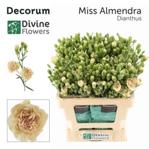 10x Dian.tr.miss almendra 60cm