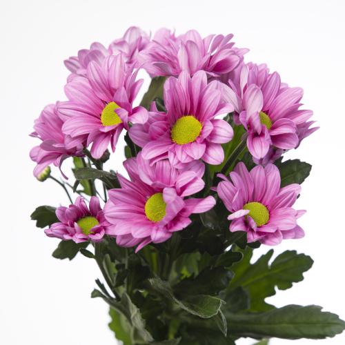 5x Chrysant ballerina's 70cm