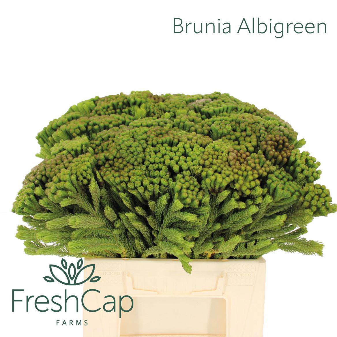 10x Pg brunia albigreen 40cm