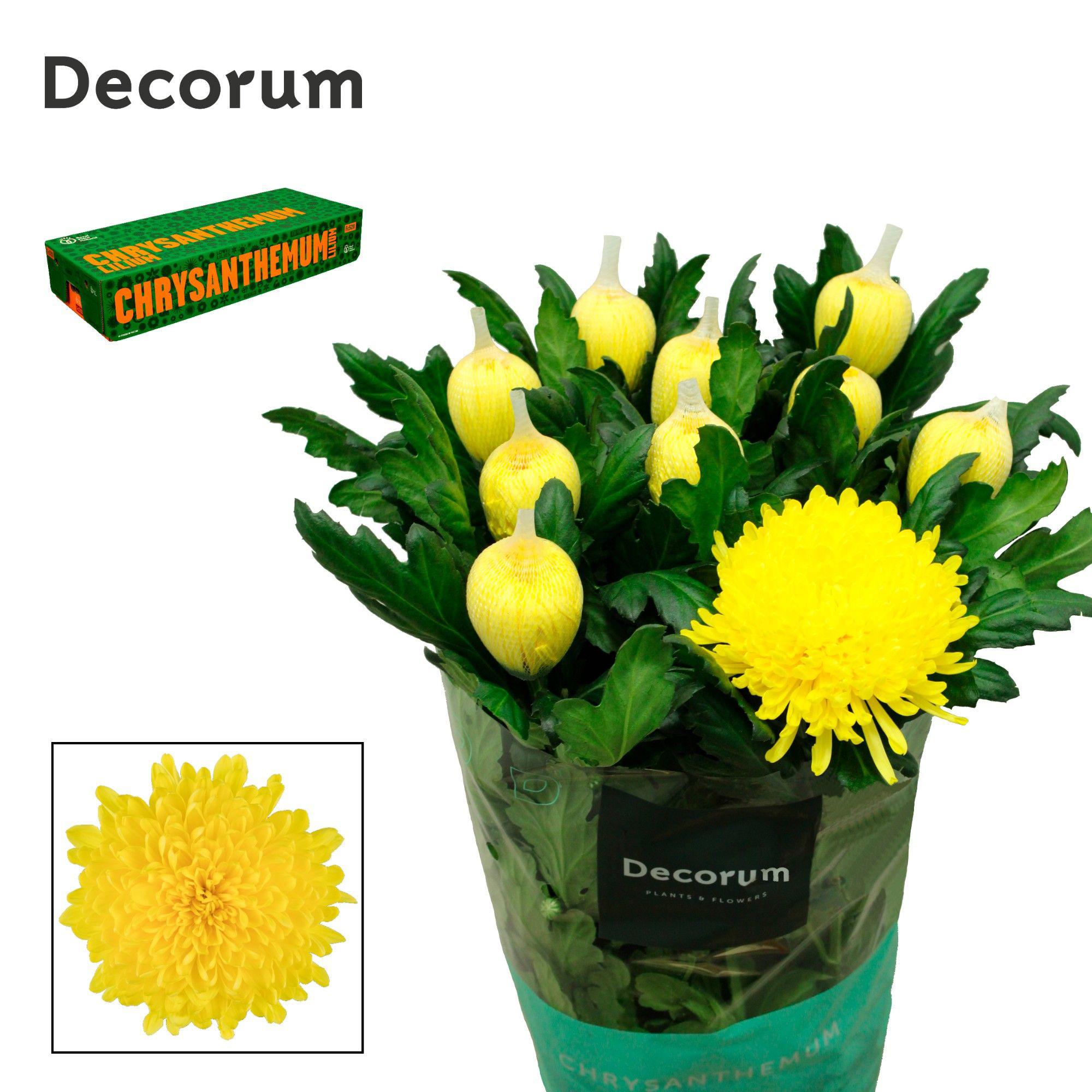 10x Chrysant maracuja 70cm