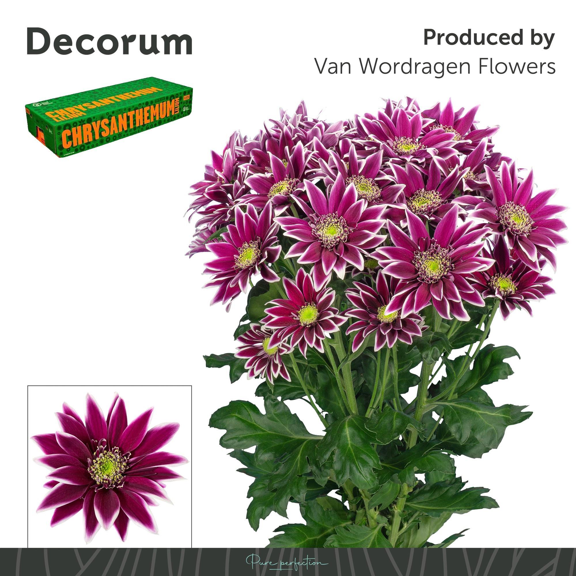 10x Chrysant bolte 70cm