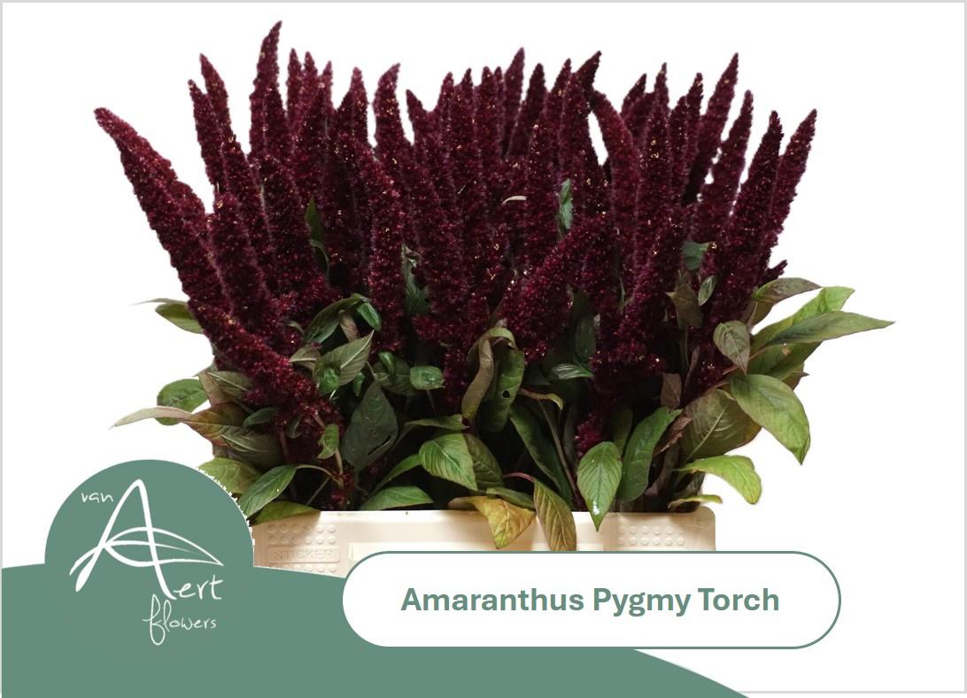 10x Amaran.pygmy torch 50cm