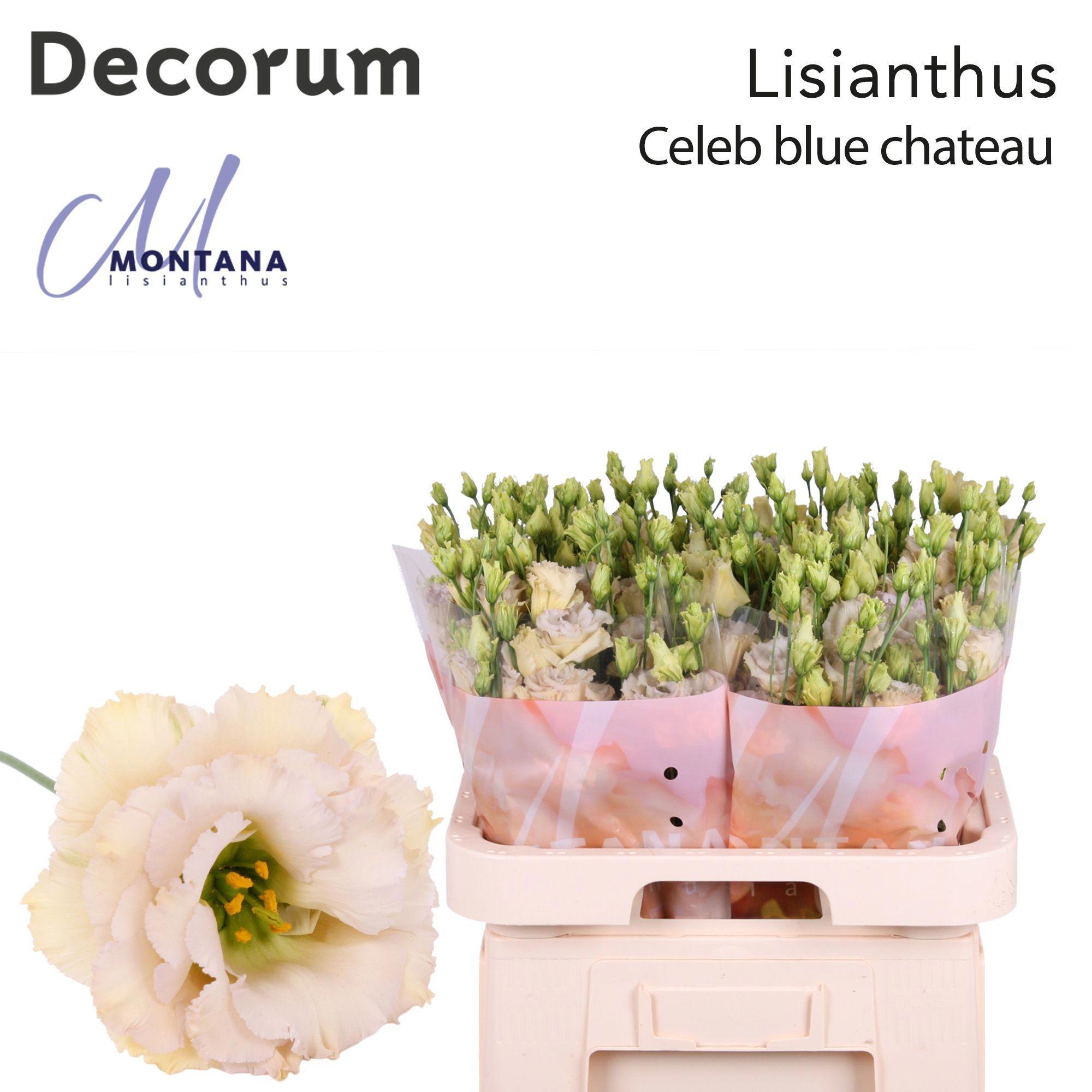 10x Eust.celeb blue chateau du 70cm