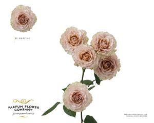 12x Rosa be amazing 50cm