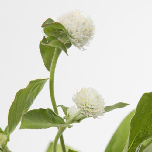 50x Gomphrena - wit 50cm