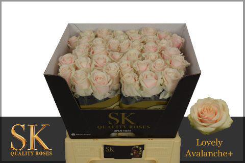 10x Rosa lovely avalanche 60cm