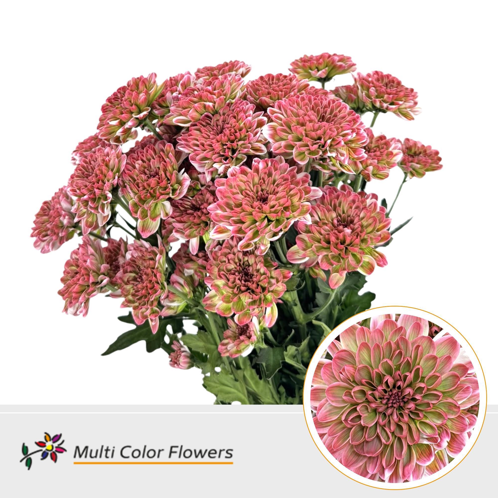 10x Chrysant altaj apple bandit 60cm