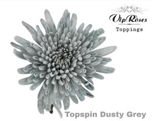 20x Chrysant topspin dusty grey 70cm