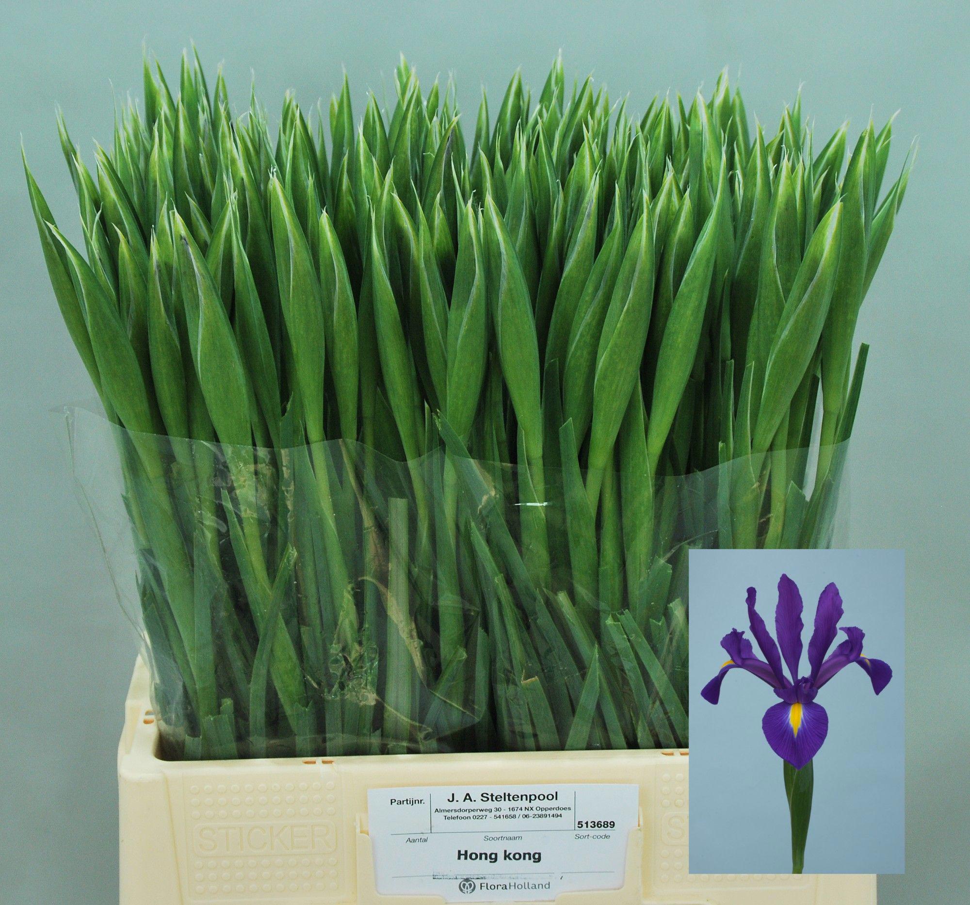 50x Iris hongkong 60cm