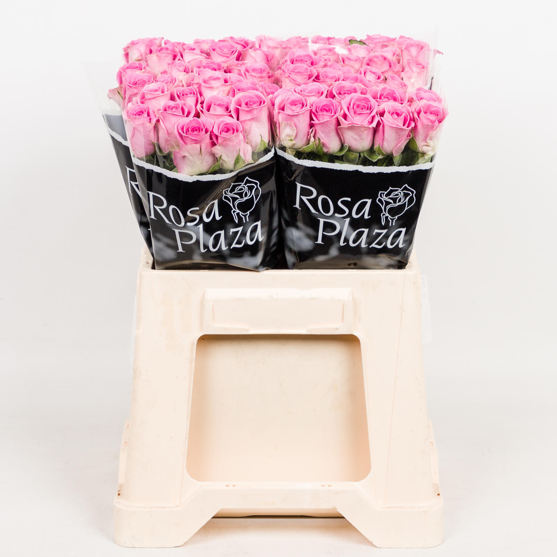 20x Rosa aqua! 60cm