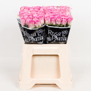 20x Rosa aqua! 40cm