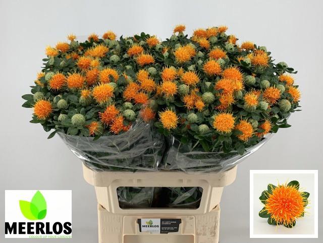 25x Carthamus zanzibar 80cm