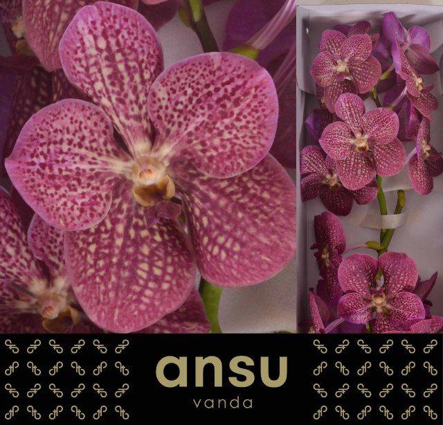 16x Vanda nit.trop.punch 20cm