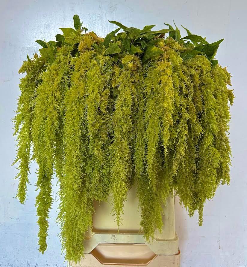 10x Amaran.hang green spider 80cm