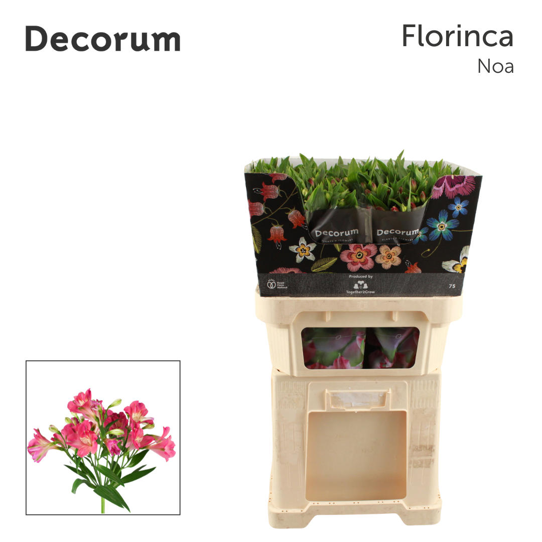 10x Alstroemeria flor.noa 70cm