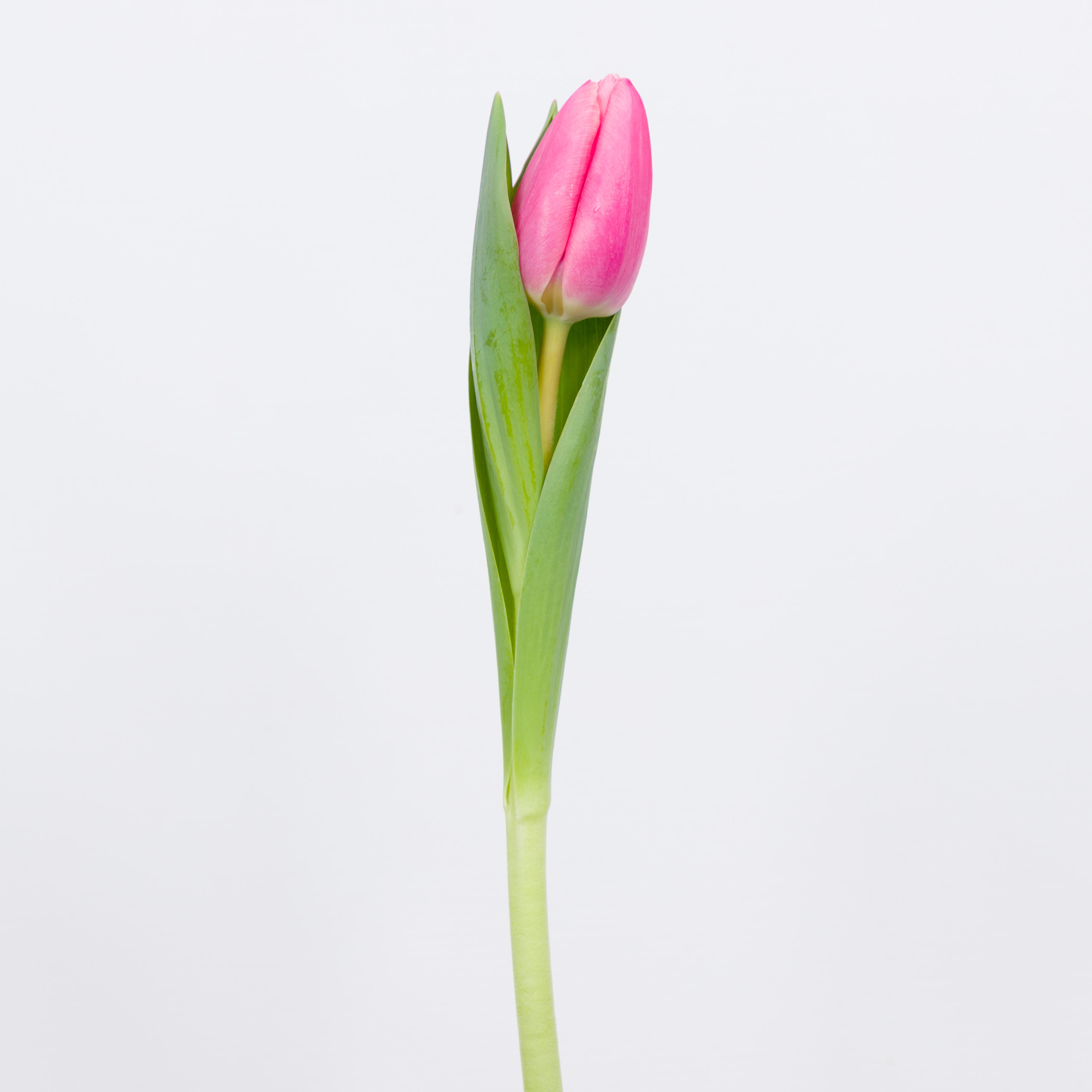 50x Tulipa milkshake en 40cm