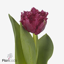 50x Tulipa polder pink gf 40cm