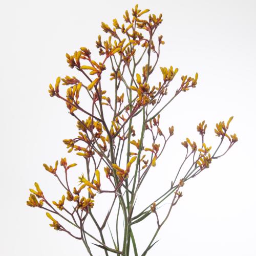 20x Anigoz.gold fever 80cm