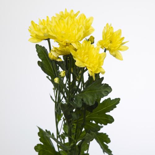 10x Chrysant pina colada yellow 70cm