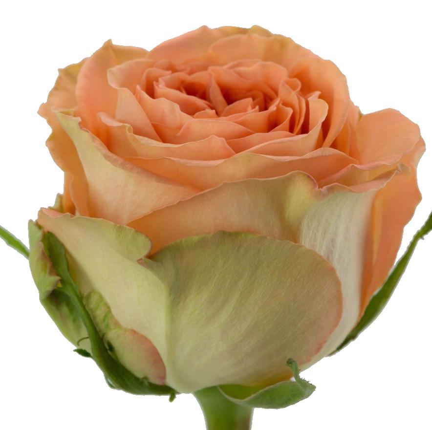 25x Rosa country home 60cm
