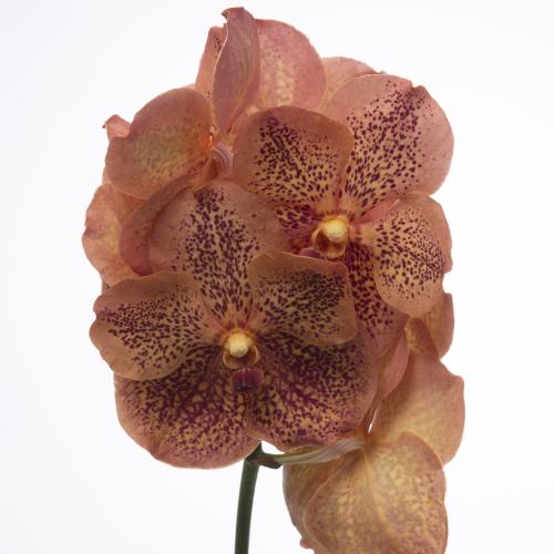 16x Vanda sun.leopard tangerine