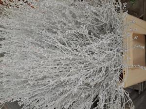 25x Tk myrica wit 60cm
