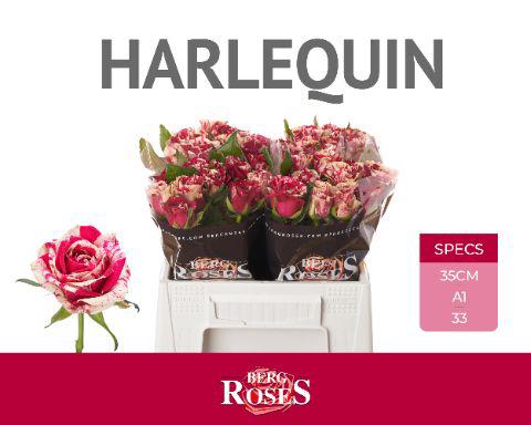 10x Rosa harlequin 30cm