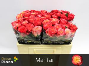 20x Rosa mai tai 50cm