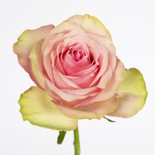 20x Rosa belle rose 50cm