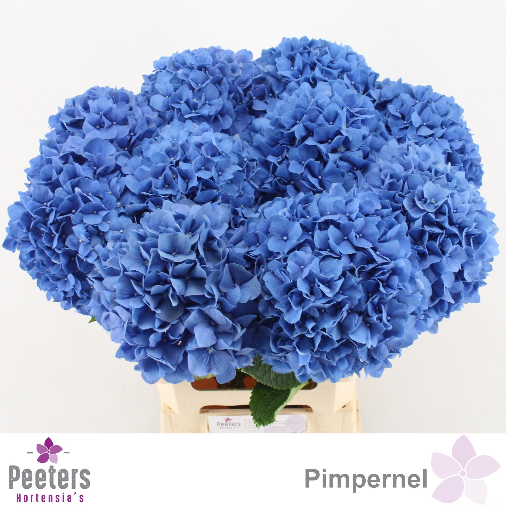 10x Hydr.pimpernel 60cm