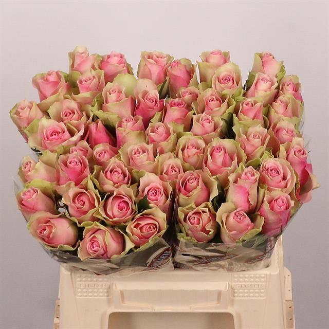 20x Rosa belle rose 40cm