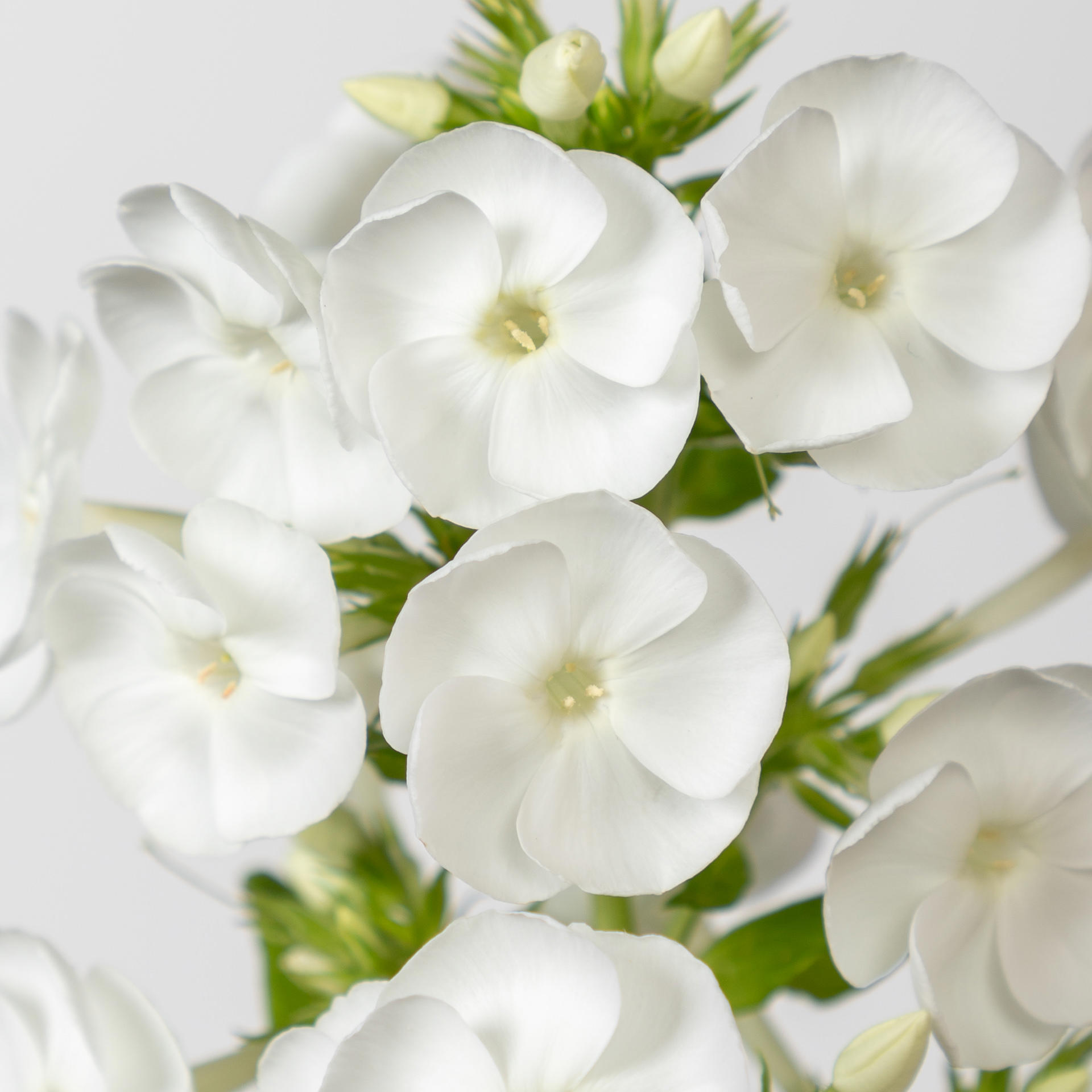 20x Phlox danielle 60cm