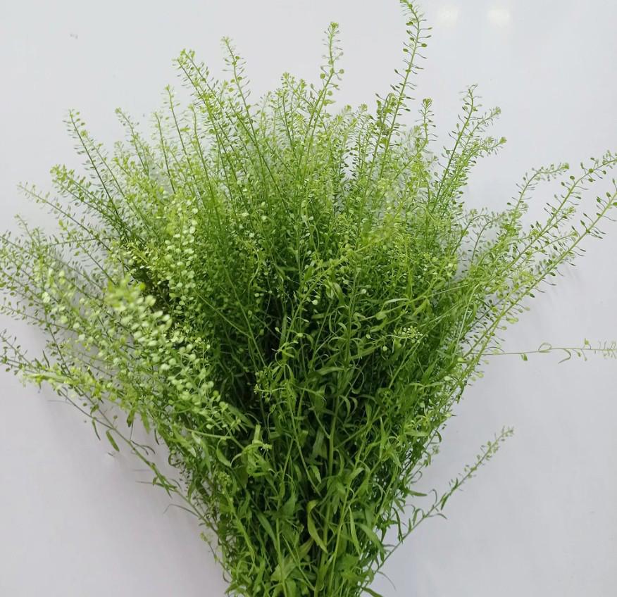 25x Lepid.green bell 80cm
