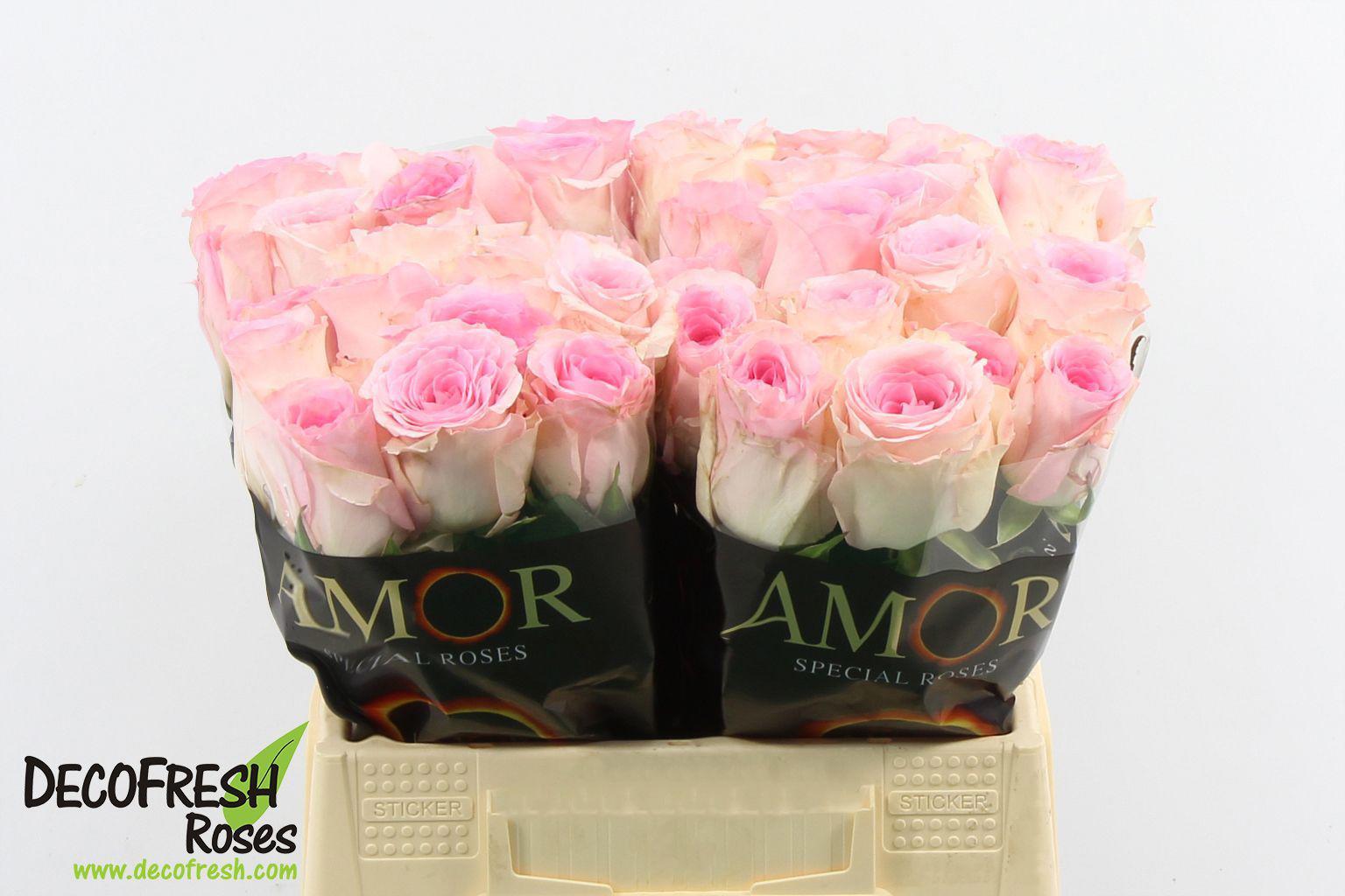 10x Rosa overig grootbloemig 40cm