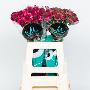 25x Scabiosa dark cherry scoop 60cm