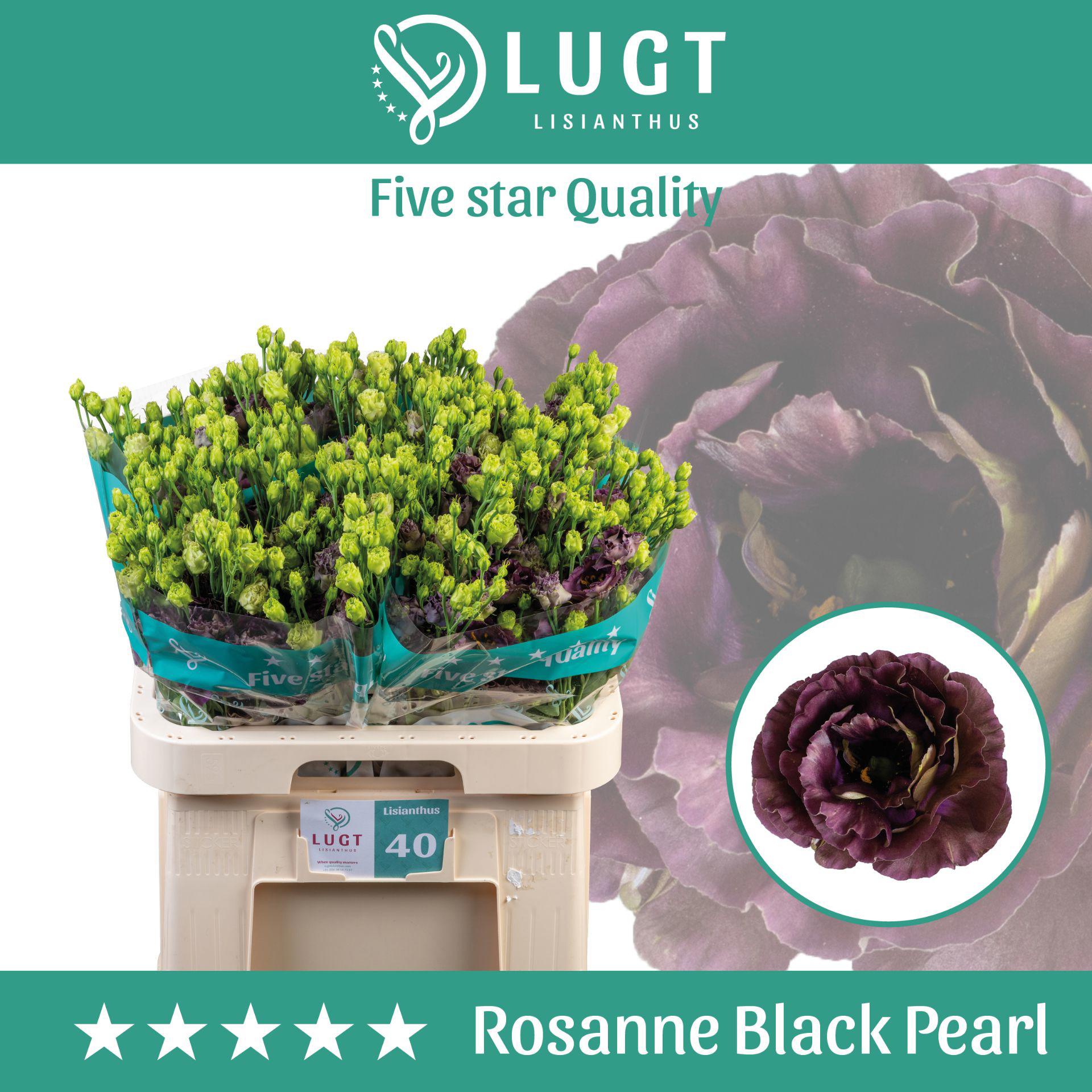 10x Eust.rosanne black pearl du 70cm