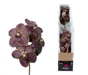 4x Vanda sun.dark chocolate brown 30cm