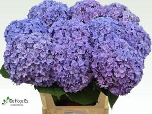 10x Hydr.mag.beautensia luxor(blauw) 80cm
