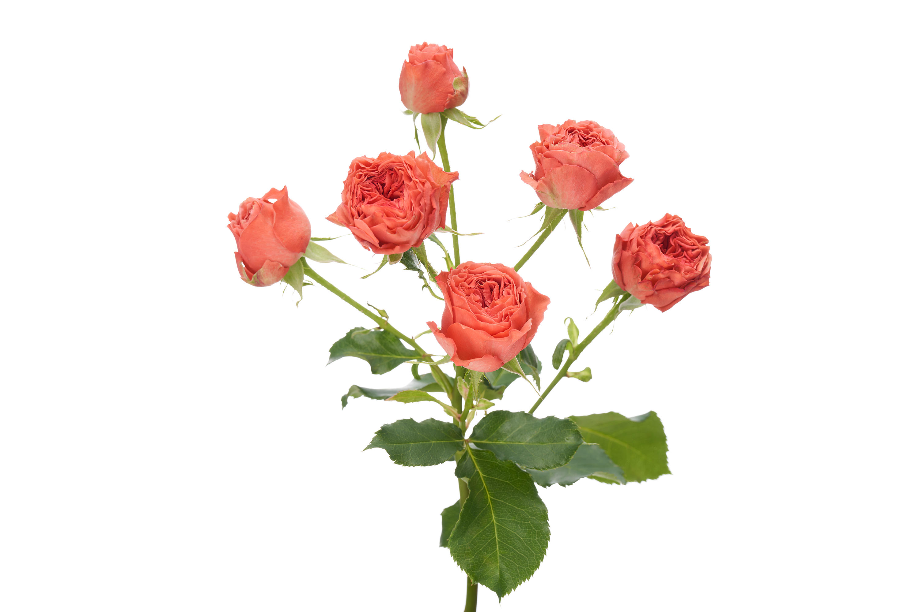 10x Rosa tr. bella trendsetter 50cm