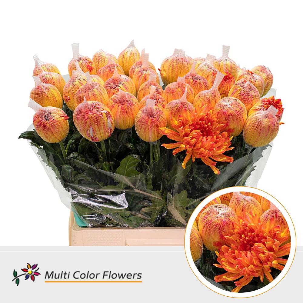 10x Chrysant antonov moonshine 60cm