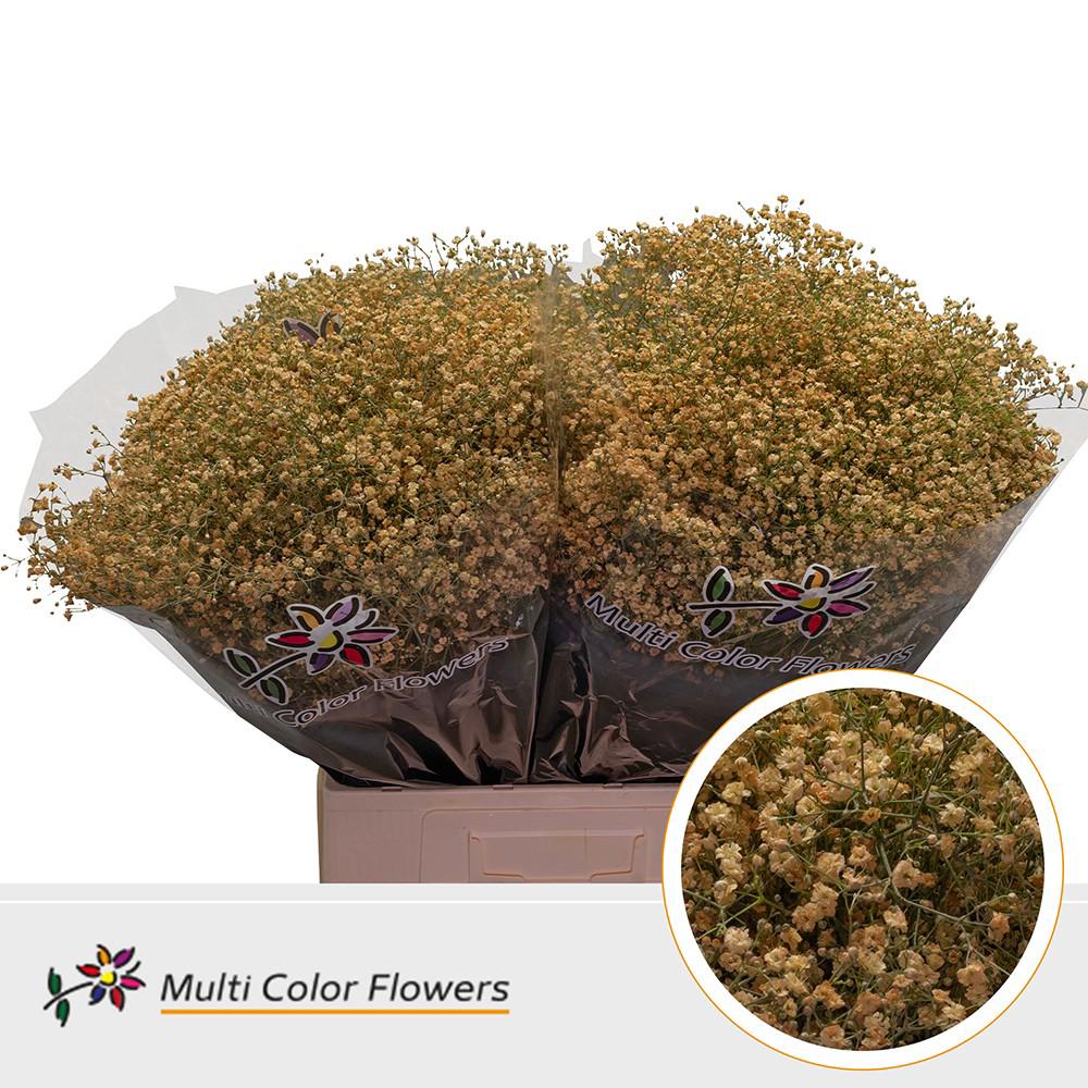 25x Gipskruid m.stars apricot 70cm
