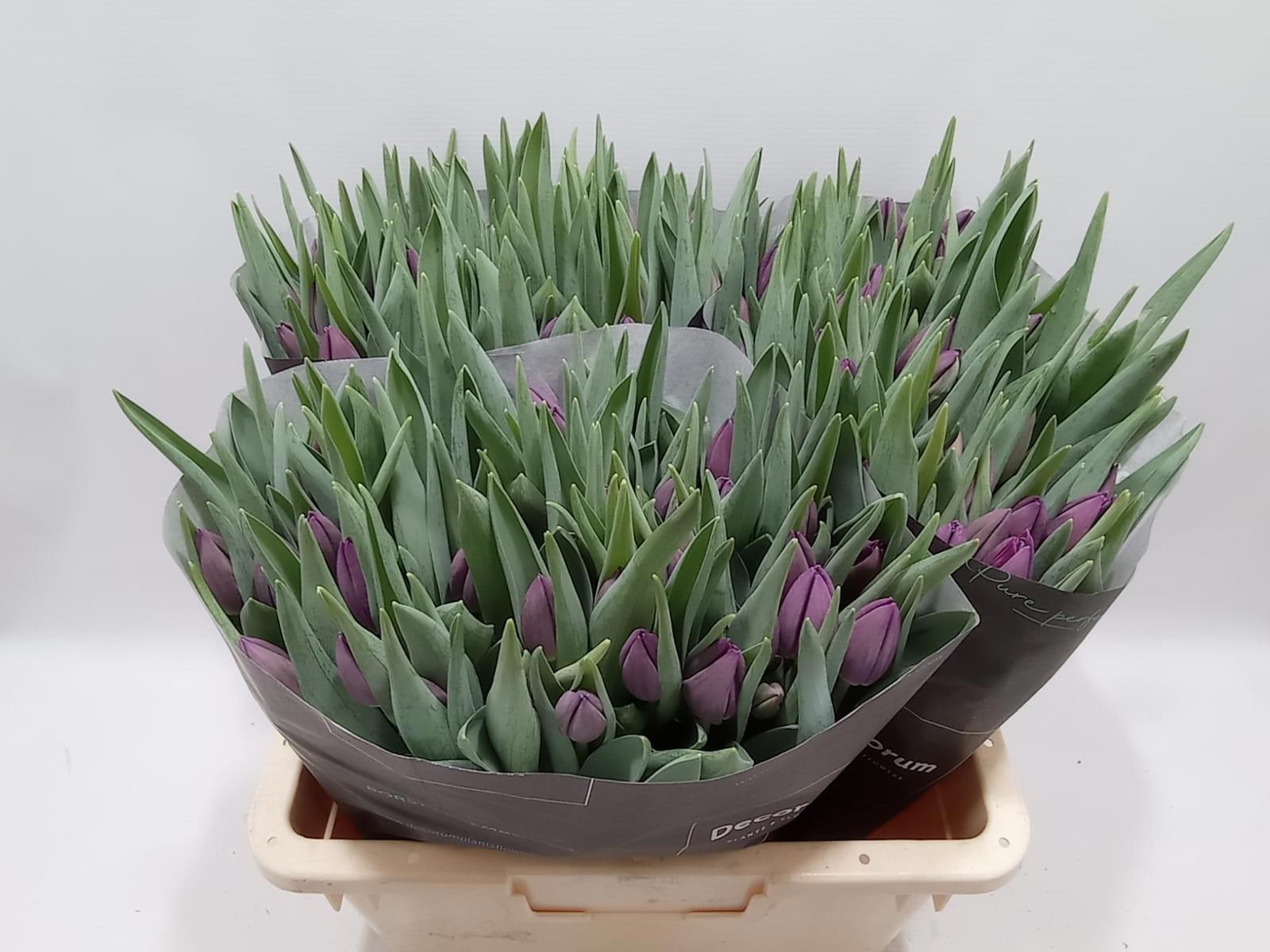 50x Tulipa bullit en 40cm